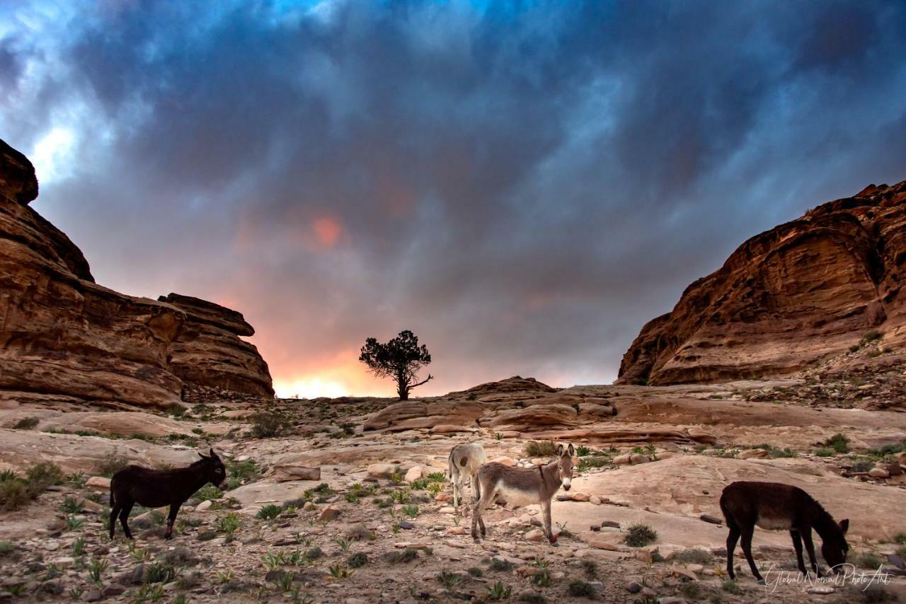 Bedouin Pink Ecohouse Bed & Breakfast Wadi Musa Exterior photo